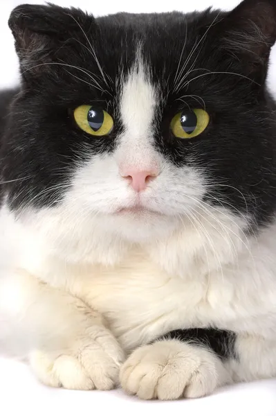 Retrato de un gato con ojos amarillos — Foto de Stock