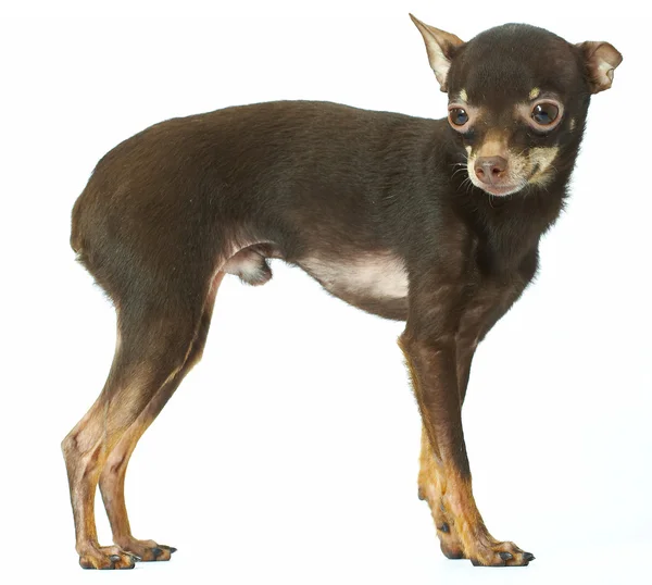 Russian toy-terrier — Stock Photo, Image