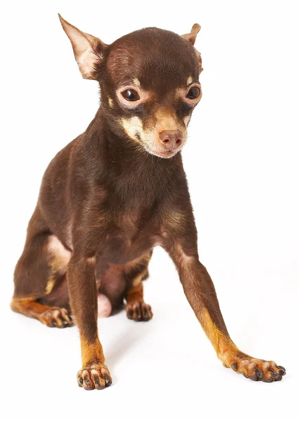 Russian toy-terrier — Stock Photo, Image