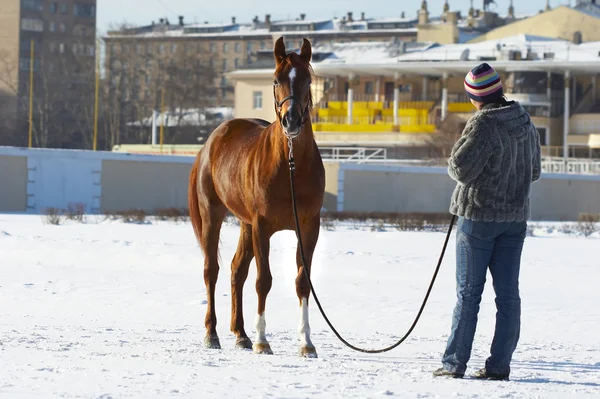 에 겨울에는 말과 함께 여자는 — 스톡 사진