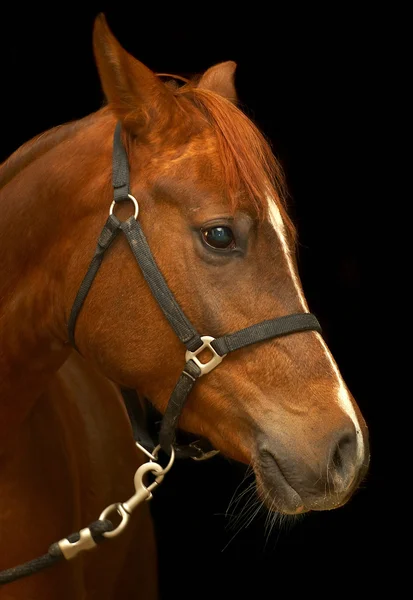 Retrato de um cavalo em um fundo preto — Fotografia de Stock