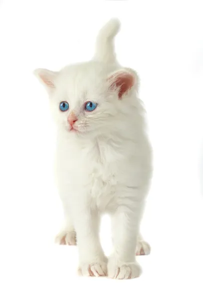 Mavi gözlü beyaz kedi yavrusu. — Stok fotoğraf