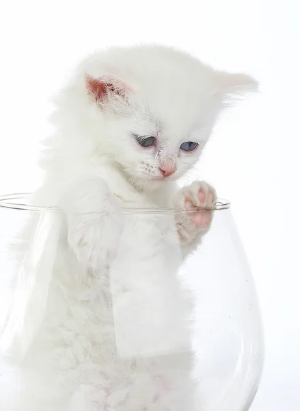 Biały kotek w szkło wino. — Zdjęcie stockowe