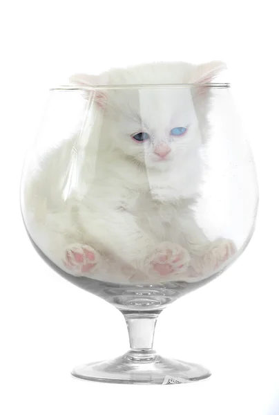 Άσπρο γατάκι σε ένα ποτήρι ποτήρι μούστο. — Φωτογραφία Αρχείου