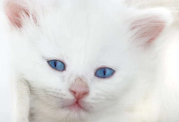 Biały kotek w koszyku. — Zdjęcie stockowe