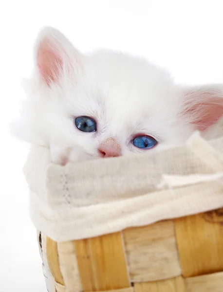 一只白色的小猫在篮子里. — 图库照片
