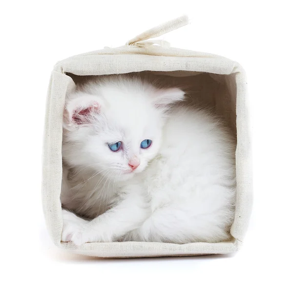 Fehér cica egy kosárban. — Stock Fotó