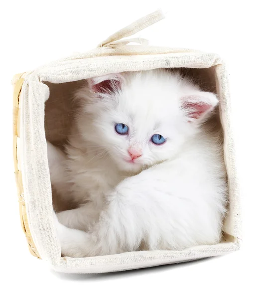 Gatito blanco en una cesta. —  Fotos de Stock