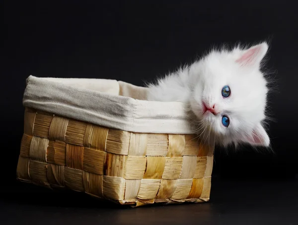 Gattino bianco in un cesto. — Foto Stock
