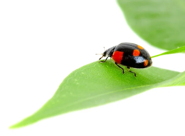 Маленький жук на листке растения . — стоковое фото