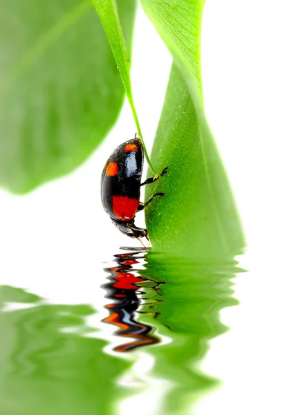 El pequeño insecto en la hoja de la planta . — Foto de Stock