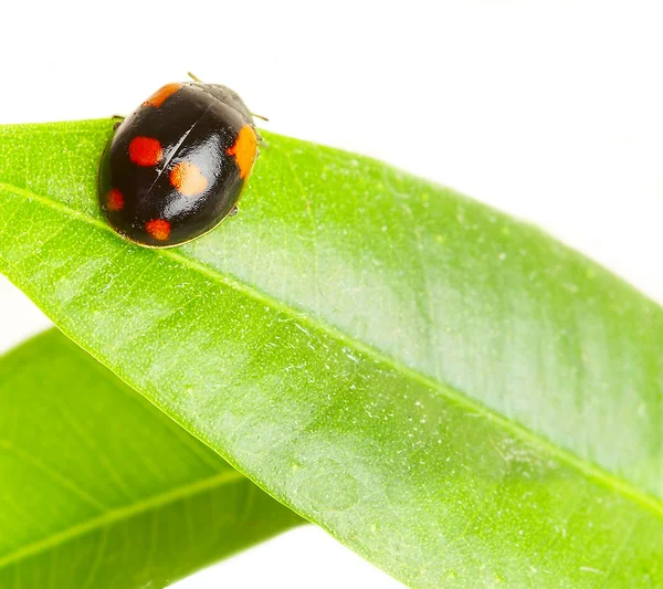Маленький жук на листі рослини . — стокове фото