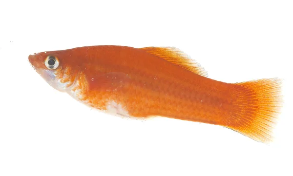 Oro piccolo pesce su sfondo bianco . — Foto Stock
