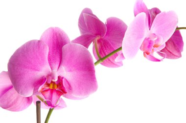 Pink orchid clipart