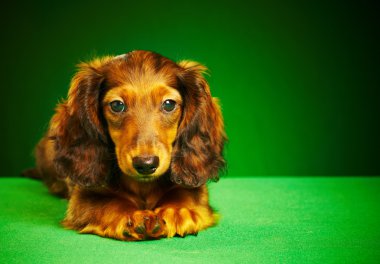 dachshund köpek