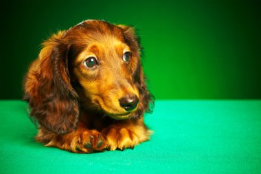 dachshund köpek