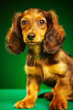 dachshund köpek