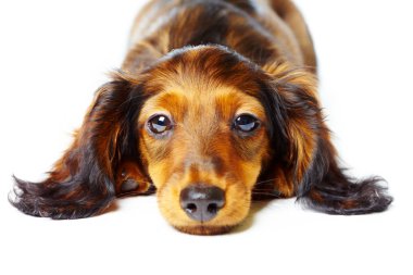 dachshund köpek