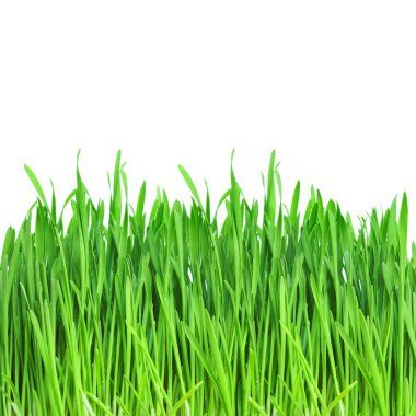 Green grass clipart