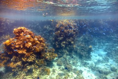 Kızıl denizdeki mercan kayalıkları
