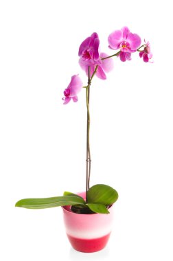 Pink orchid clipart