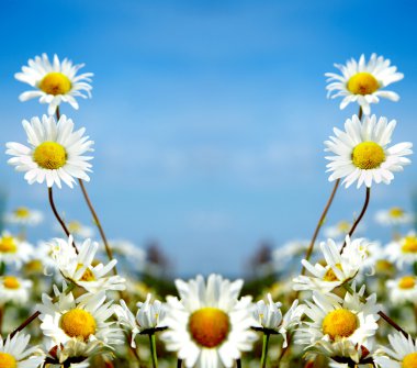 Ox-eye daisy clipart