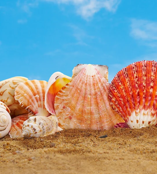 stock image Sea cockleshells