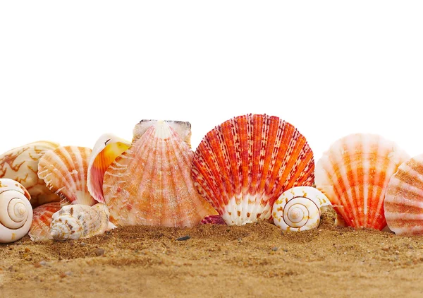 stock image Sea cockleshells