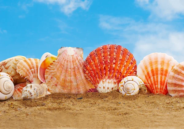 Stock image Sea cockleshells