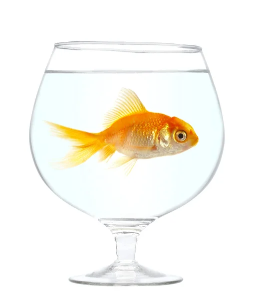 Peixe pequeno dourado — Fotografia de Stock