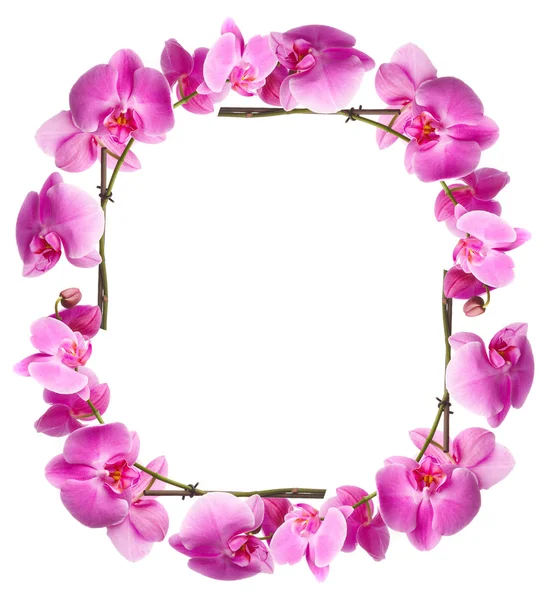 Framework from flowers orchids — Stock Photo, Image