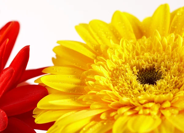 白 backgro に赤と黄色の花 — ストック写真