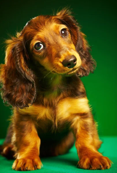 Pup teckel — Stockfoto