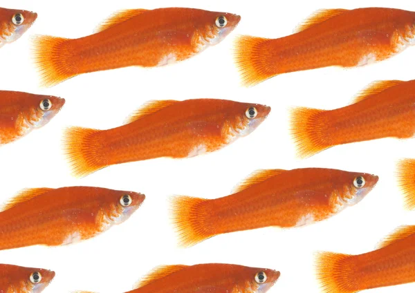 stock image Flight of gold small fishes on a white b