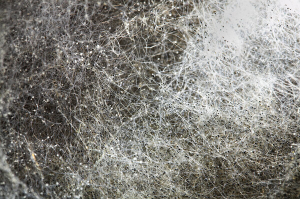 Photo of a mould close up