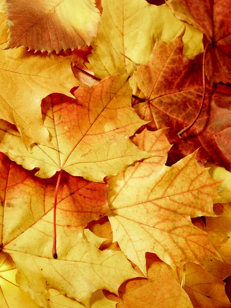 Падшие кленовые разноцветные листья — стоковое фото