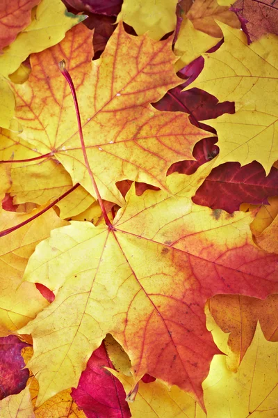 Folhas multicoloridas de bordo caído — Fotografia de Stock