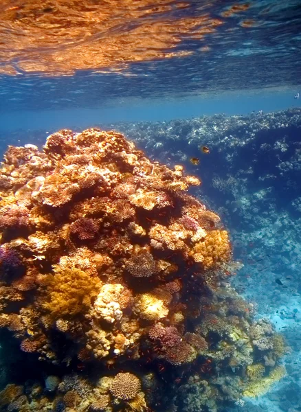 Кораловий риф у Червоному морі — стокове фото