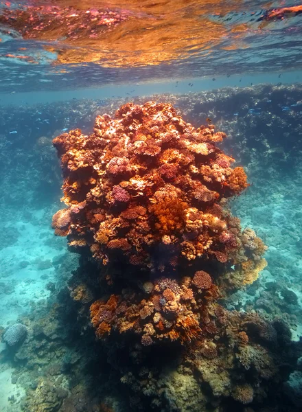 Kızıl denizdeki mercan kayalıkları — Stok fotoğraf