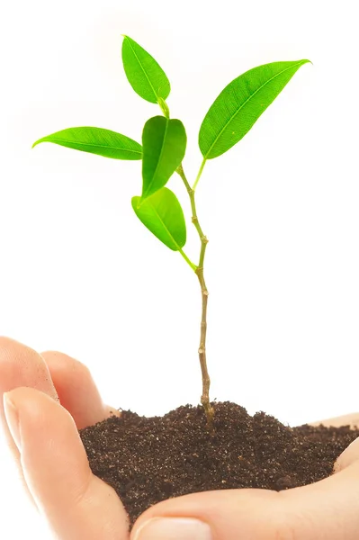 Human hands and young plant — Stockfoto