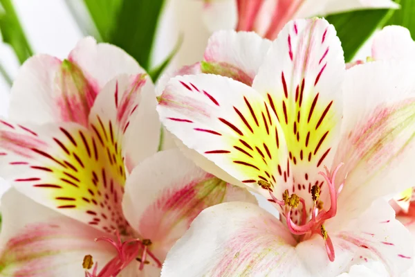 stock image Orchid