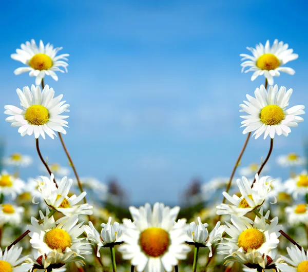 Ox-eye daisy — Stockfoto