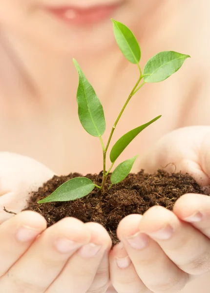 Young plant in hands of the person Stock Image