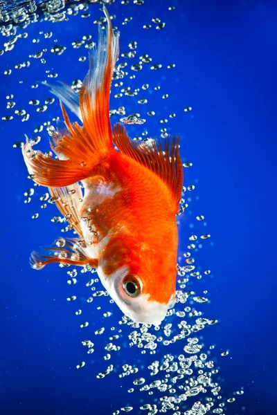 金魚 — ストック写真