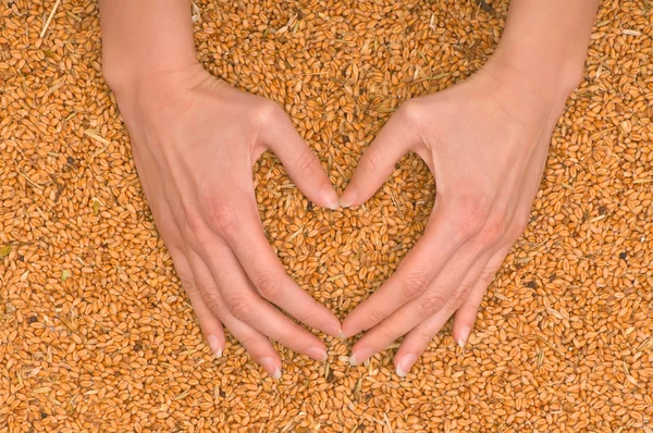 Пшеничное сердце — стоковое фото
