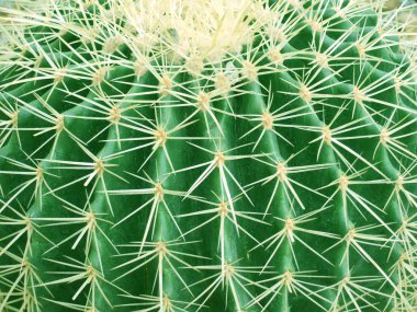 Cactus clipart