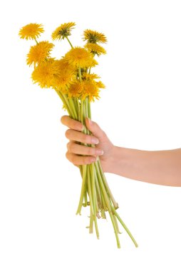 Dandelions clipart