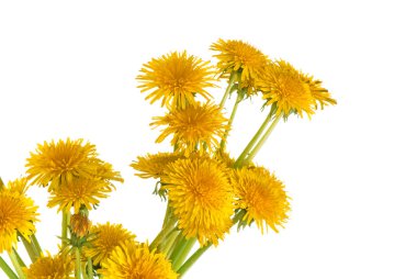 Dandelions clipart