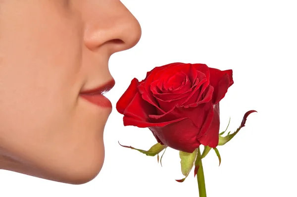 stock image Rose