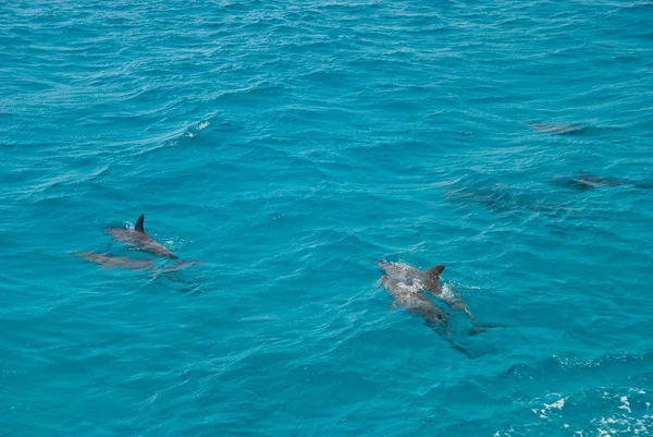 stock image Dolphins